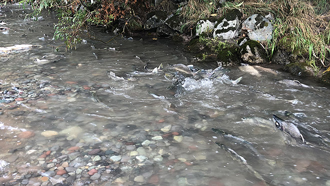 Pink salmon running up the Cheakamus River near Squamish, B.C.