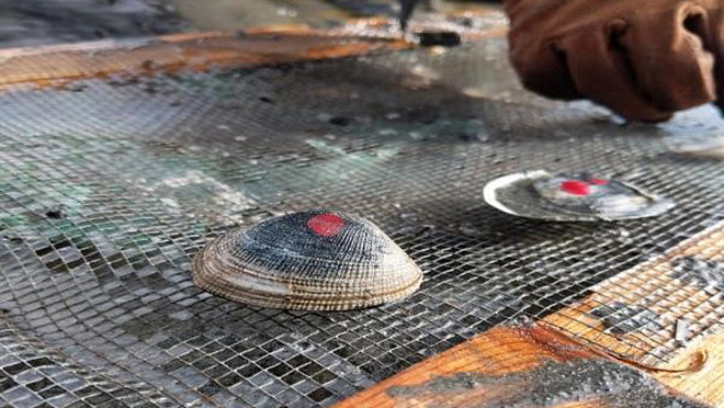 Image of clams with red dot markers used for identification