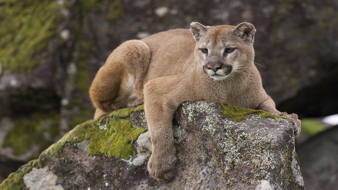 Mountain Lion Mountain Lion on moss covered rocks during spring time