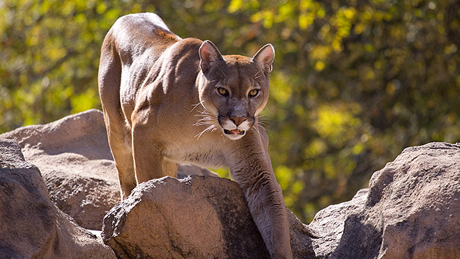 Image of a cougar