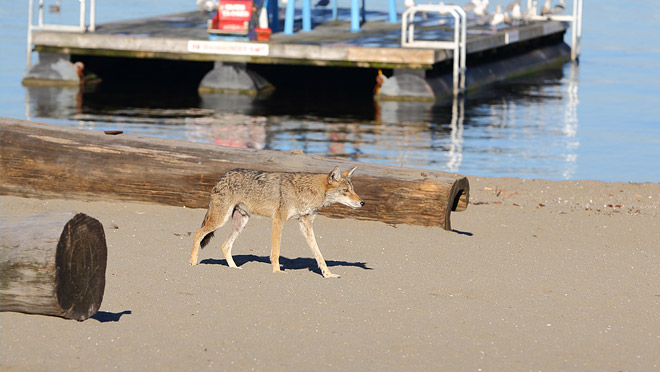 Image of a coyote walking on a Vancouver beach
