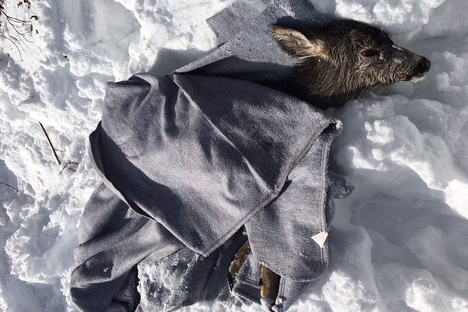 Image of young deer wrapped in blankets following rescue Young deer wrapped in blankets