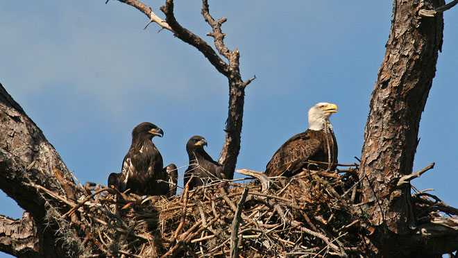 Image of eagles in nest Image of eagles in nest