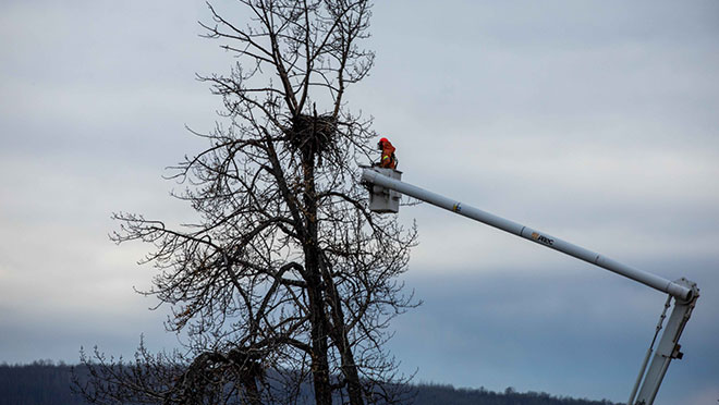 BC Hydro relocates eagles nest near Site C project