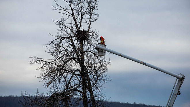 BC Hydro relocates eagles nest near Site C project BC Hydro relocates eagles nest near Site C project