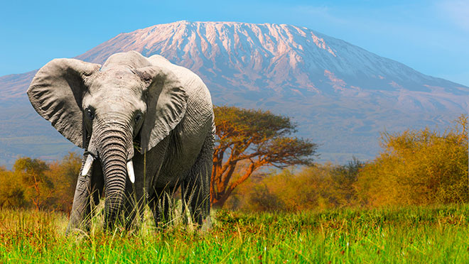 An elephant and Kilimanjaro