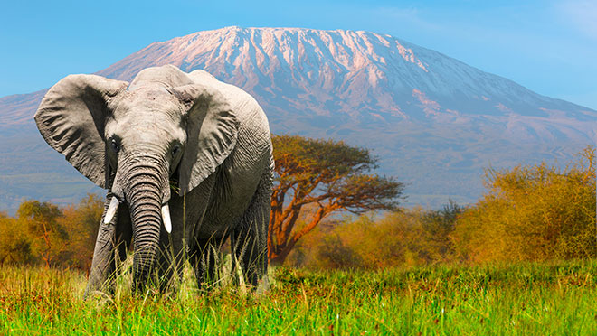 An elephant and Kilimanjaro An elephant and Kilimanjaro
