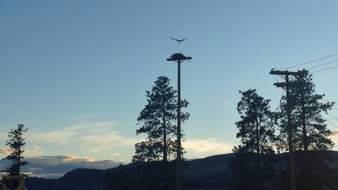 flying-osprey-nest-full-width-animals.jpg flying-osprey-nest-full-width-animals.jpg
