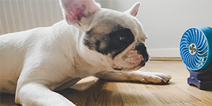 French Bulldog lying down next to a mini electric fan 