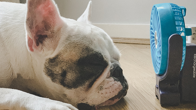 French Bulldog resting next to a mini electric fan French Bulldog resting next to a mini electric fan