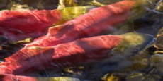 Gerrard rainbow trout swimming in a river