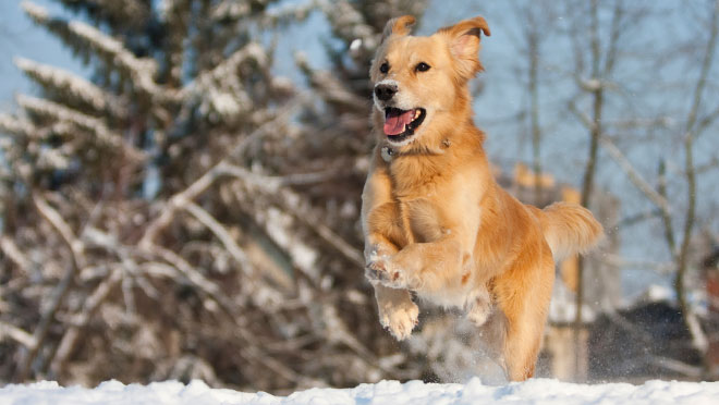 golden-retriever-dog-in-snow-animals.jpg golden-retriever-dog-in-snow-animals.jpg