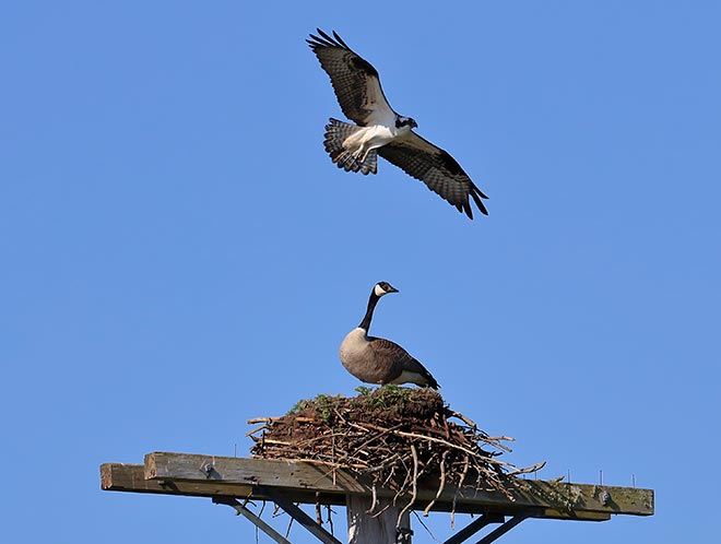 Goose in an osprey nest Goose in an osprey nest