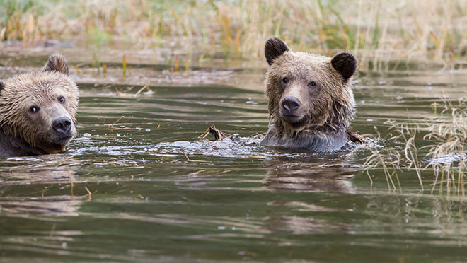 Image of swimming grizzly bears