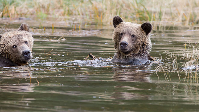 Image of swimming grizzly bears Image of swimming grizzly bears