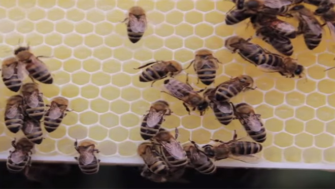 hive-for-humanity-animals.jpg hive-for-humanity-animals.jpg