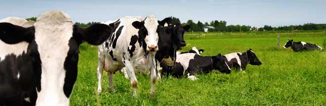 Holstein cows in a pasture
