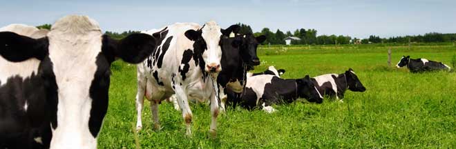Holstein cows in a pasture Holstein cows in a pasture