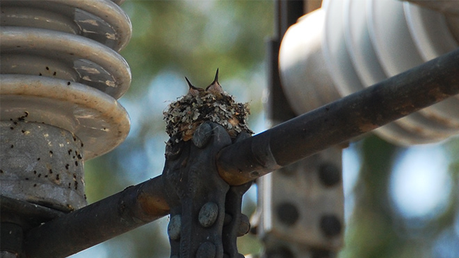 Image of juvenile hummingbirds discovered at the Lougheed substation