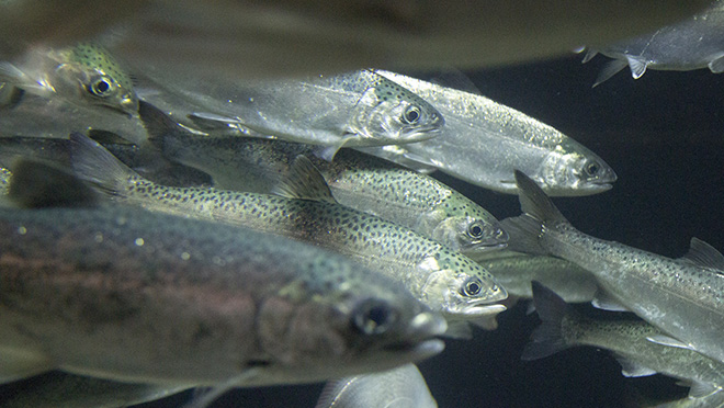 Juvenile salmon in a hatchery