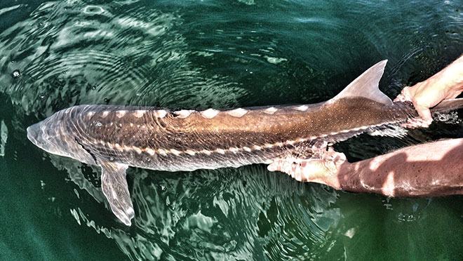 Image of juvenile sturgeon being released Image of juvenile sturgeon being released