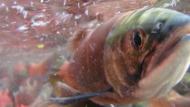 Kokanee upclose underwater, Kokanee upclose underwater
,