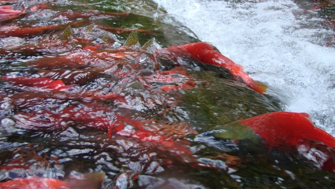 Kokanee swiming up stream , Kokanee swiming up stream
,