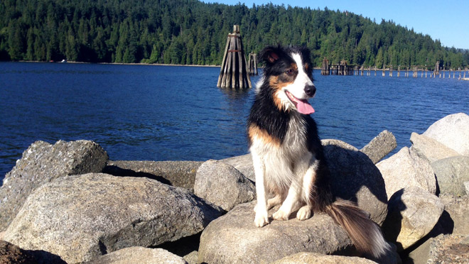 Dog at beach in summer