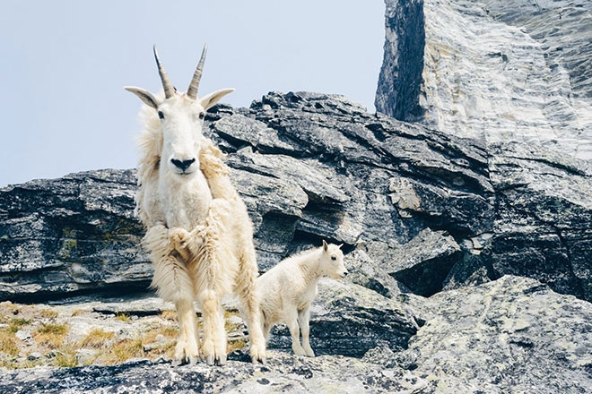 Mountain goat and kid at Valhalla Provincial Park, near Slocan, B.C.