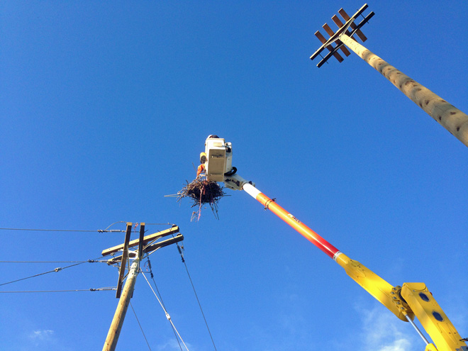 moving-osprey-nest-full-size-animals.jpg