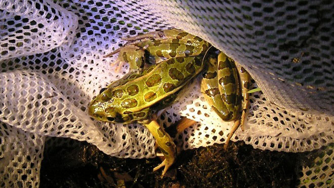 northern leopard frog in net northern leopard frog in net