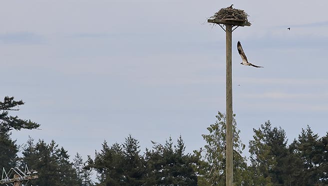 The female osprey checks out the newly relocated nest The female osprey checks out the newly relocated nest