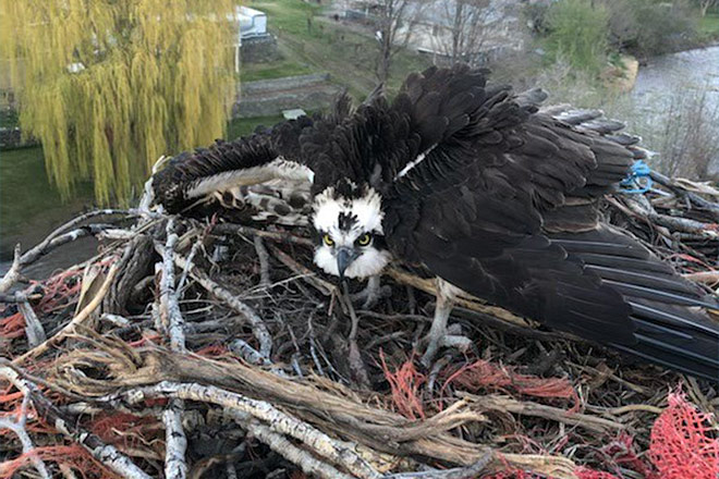 Image of a rescued osprey returned to its nest