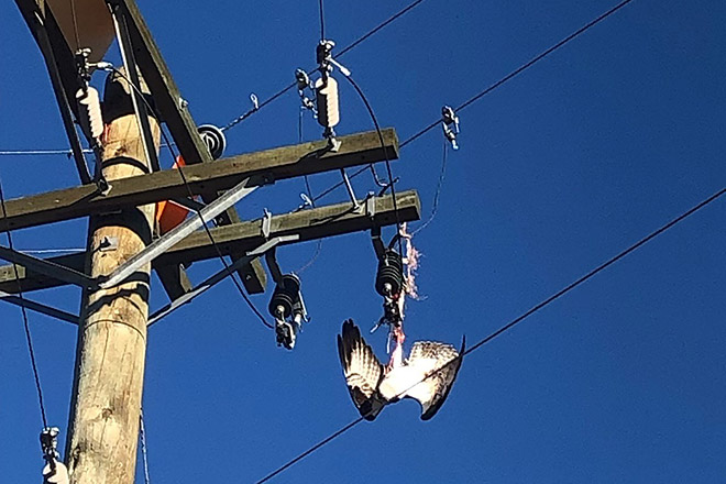 Image of a trapped osprey dangling from a BC Hydro power pole