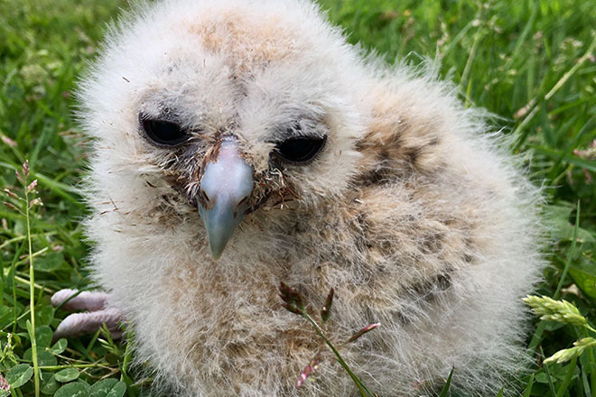 Image of an owl chick out of the nest