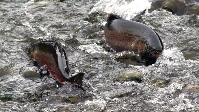 Pink salmon in Vedder River Pink salmon in Vedder River