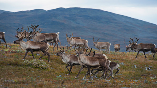 Image of a reindeer herd in Norway Image of a reindeer herd in Norway