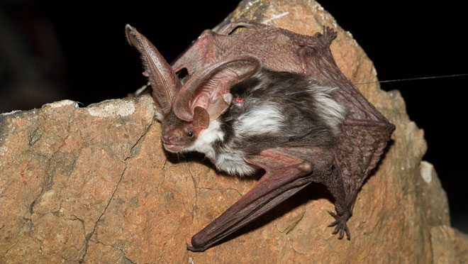 Image of spotted bat Image of spotted bat