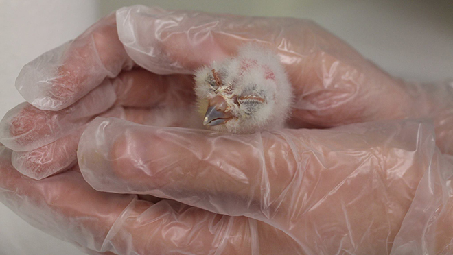 Spotted owlet - Chick D. at Langley breeding centre Spotted owlet - Chick D. at Langley breeding centre