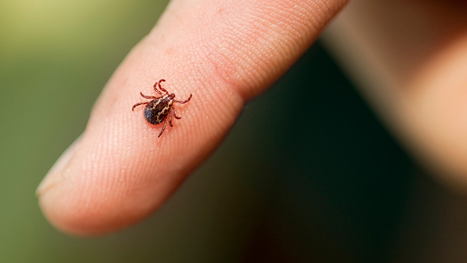 Image of a tick on a person's finger