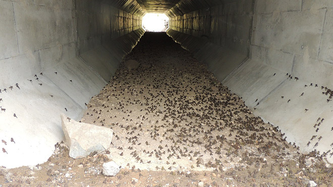 Image of toadlets entering tunnel Image of toadlets entering tunnel
