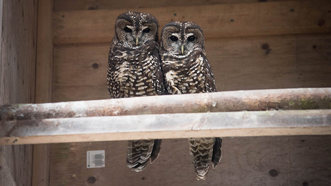 Two spotted owls - Shania & Scud at Langley-area breeding centre Two spotted owls - Shania & Scud at Langley-area breeding centre