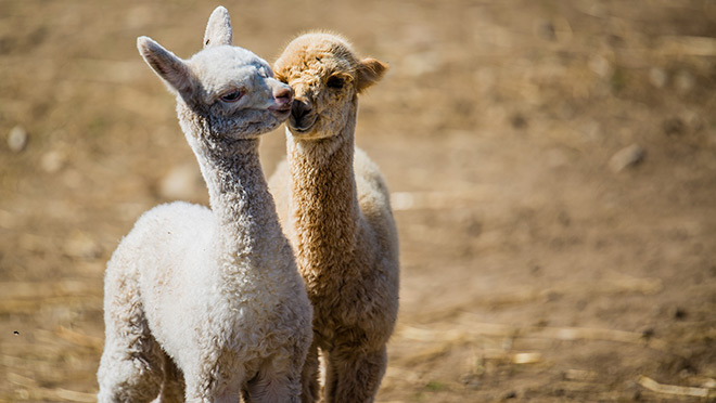 Baby alpacas on a farm in La Malbaie, Quebec.