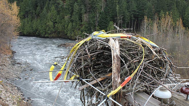 View from an osprey nest on top of a distribution pole