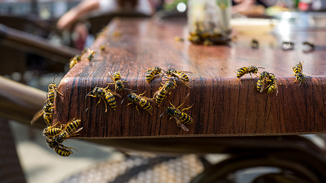 Image of wasps on an outdoor table
