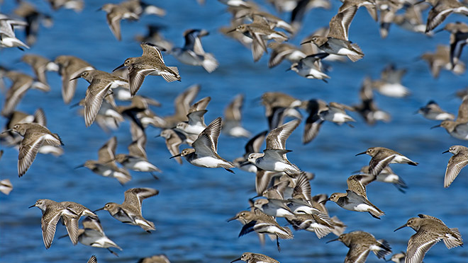 Western sandpipers in flight