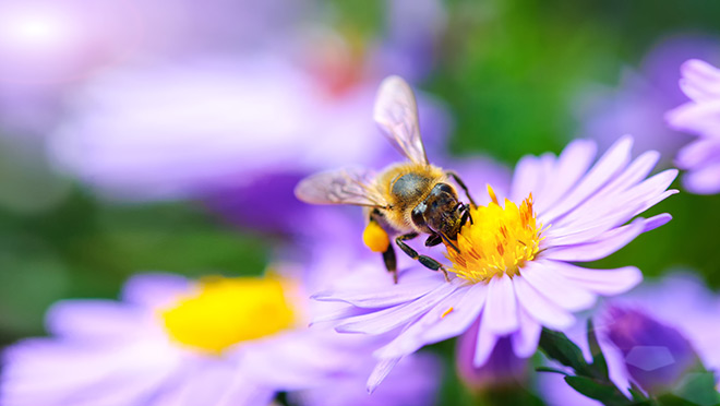 A honey bee collects pollen from a small flower A honey bee collects pollen from a small flower