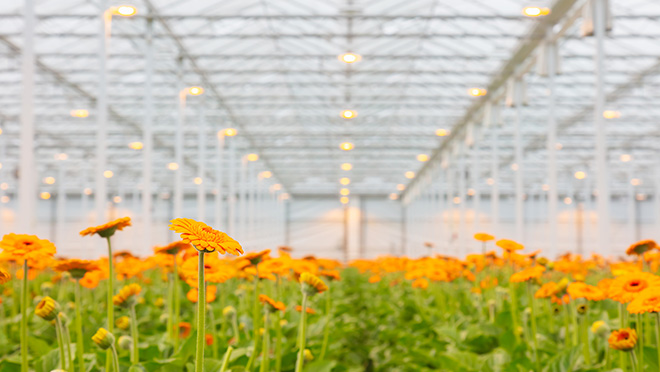 Bright orange gerberas growing in a commercial greenhouse