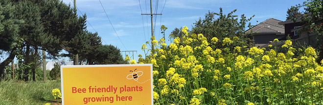 Pollination corridor under power lines in Richmond, B.C.