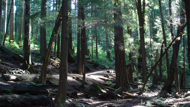 The trees through Buntzen Trail